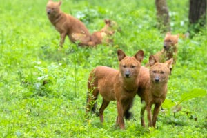 Dholes- red spirits of the Indian Jungles