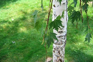 Small green pointed leaves hang on thready branches next to a slim white trunk.