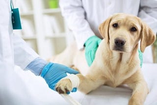 Best Veterinary Clinics in Toronto