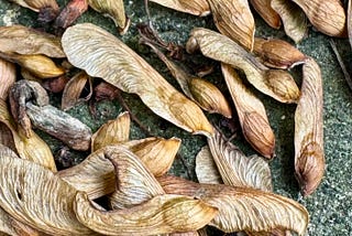 A wind-blown pile of silver maple seeds