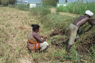 Tribal Man and Woman from India, working hard at a corner of their tried farm. Looks like they are harvesting under a hot sun