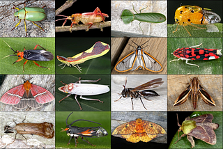 New Major Database Release (R36) for Animals of Costa Rica App