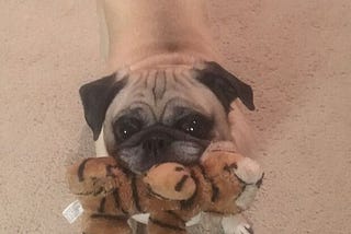 Ode to Pogo