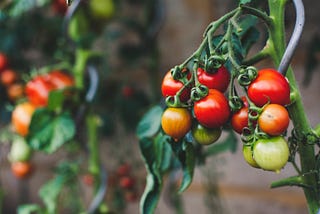 Benefits of tomatoes and other crops I will be planting on my small farm