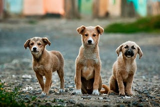 Dogs and Coaching