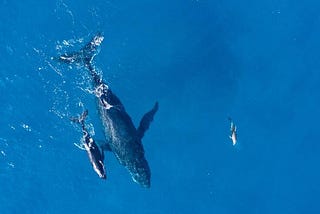 Las ballenas Sei y un regreso esperanzador