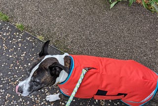 A picture of a dog walking on a wet floor in a bright orange rain coat