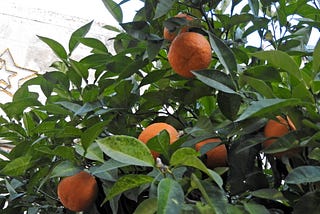 Orange tree at the church of the Nativity, Bethlehem, Palestine (Photo by the author, 2017)