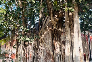 Photo of a large tree with thick, winding roots emerging from the base and extending outward. The tree’s dense foliage includes dark green leaves, and the roots appear intertwined with the surrounding vegetation, creating a natural, almost mystical look.