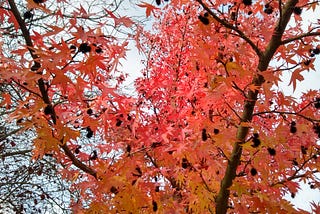 A picture of a tree with bright red leaves