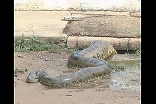 Giant Snake Stuck Beside On Road