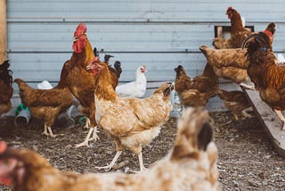 Chicken Coops and Goals