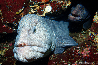 A fleshy-faced grey wolf eel with a protruding incisor studies diver Bob Simpson, as its mate stares out from an underwater cave in the Salish Sea (Strait of Georgia).