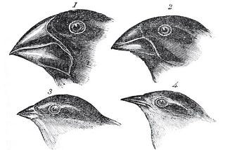 Darwin’s Finch Beak Evolution Statistical Analysis
