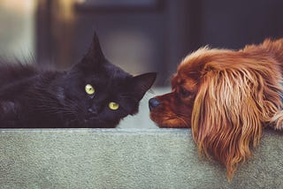 Pets Develop Sign Language for Communication with Humans