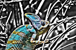 Coloured Chameleon