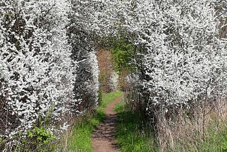 The May Bride