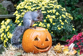 Week of October 23rd | SQL Squirrels