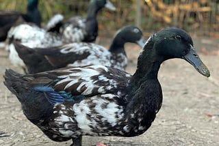 10 Black and White Ducks In The World