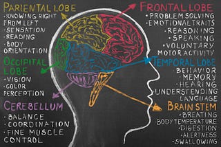 Neurotypical Brain vs Autistic Brain