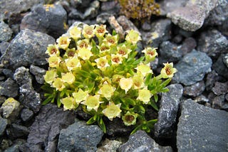 Are Flowers in Antarctica a Bad Thing? Or, Should You Get Back With Your Ex?