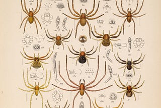 Eight Ways of Looking at a Spider: An Eight-Legged Essay