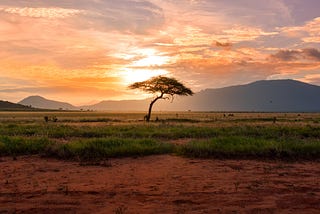 Tree in Africa