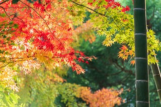 Sunlight reflects off a Japanese maple tree with vibrant red, orange, and green leaves.
