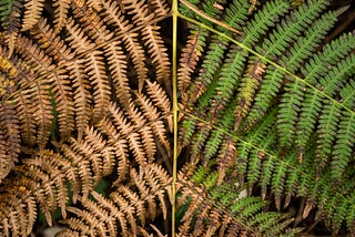 Tree leaves, one side browned and the other still green with traces of browning.