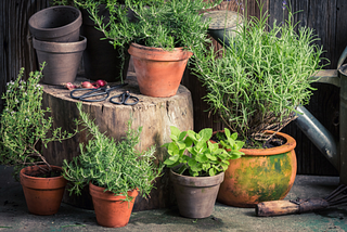 5 Reasons Your Should Plant Rosemary in Your Garden.