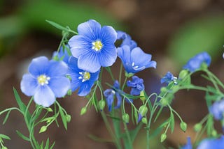 Blue Flax, Linum lewisii: A Delicate Dance of Color in Rocky Mountain Landscapes