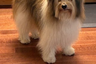 A Visit from Tashi