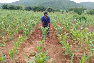 Embracing sorghum farming to improve yields and boost incomes