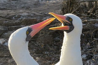 Don’t Let Climate Change Change Boobies!