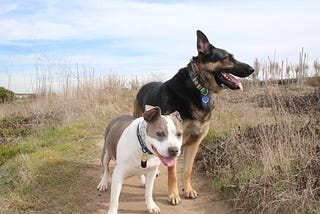 Pet Adoption Story: Brooklyn and Duke