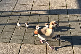 An Egyptian goose with five goslings