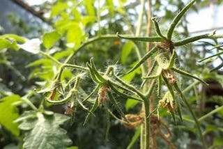 Causes of Flower Drop on Your Tomatoes: How to Prevent and Treat the Problem