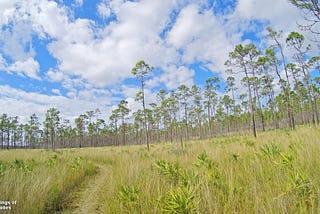 Pine Rocklands