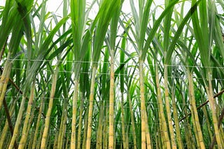 Sugarcane Yield Enhancement Program at Olam: Profitable Transitions to Sustainability