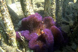 Bunaken Sea Garden Resort