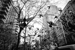 The Playground