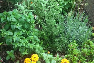 Growing Herbs and Tracing my Lineage
