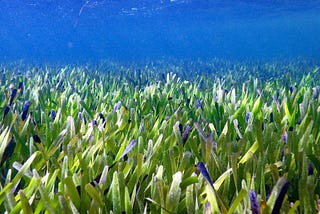 The World’s Largest Plant Is Seagrass?