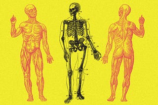 What Does a ‘Natural’ Human Body Look Like?