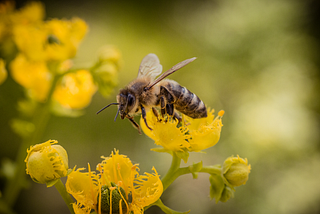 Strategy Lessons From Bees