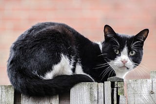 A cat sitting on a fence, undecided.