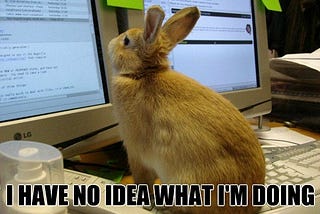 Rabbit in front of computer