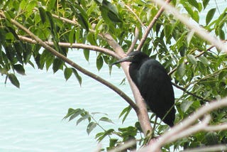 Dark colored heron among leafy canopy