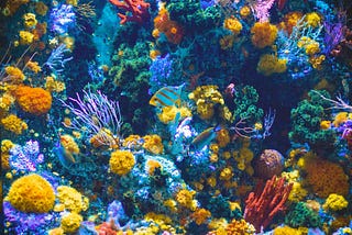 Gene Editing Corals to be more resilient to changing environmental factors.