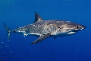 Swimming with Sharks